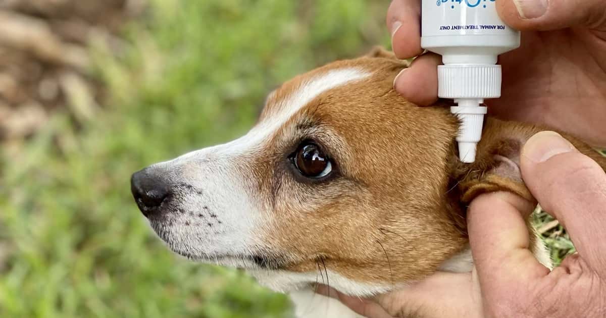 dog ear flush