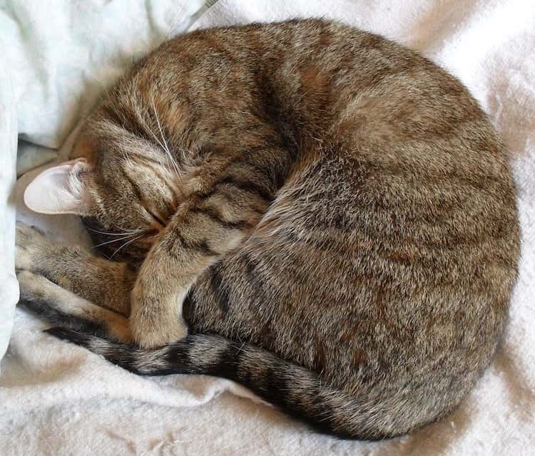 Help! My Cat Has Separated Spiky Greasy Hair Walkerville Vet