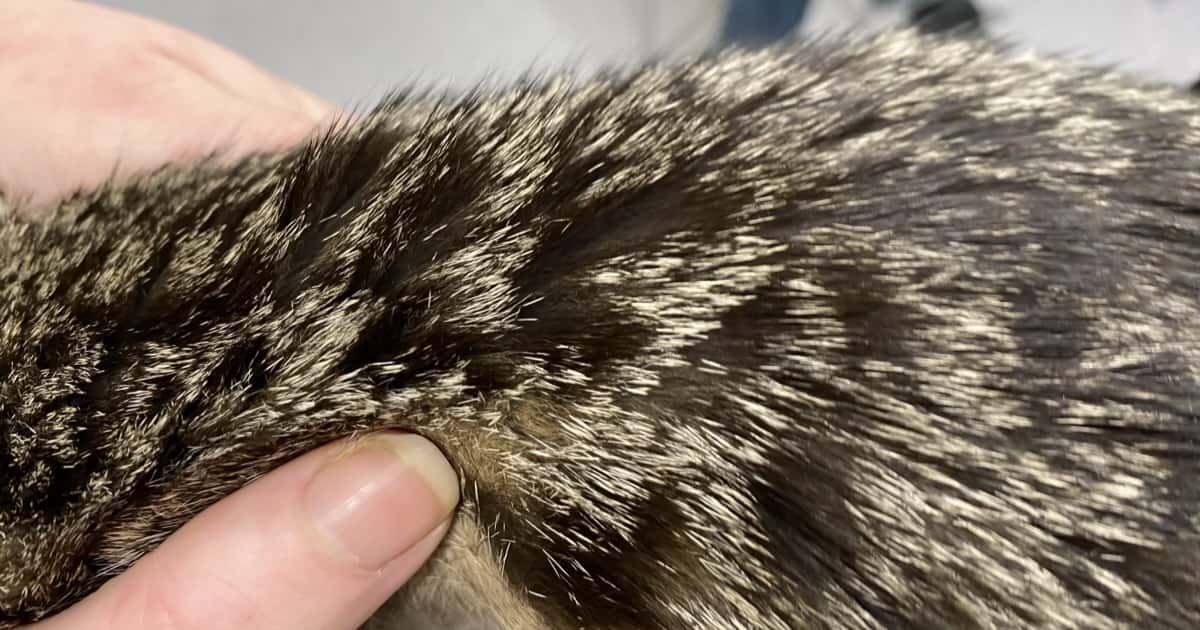 separated spiky cat hair