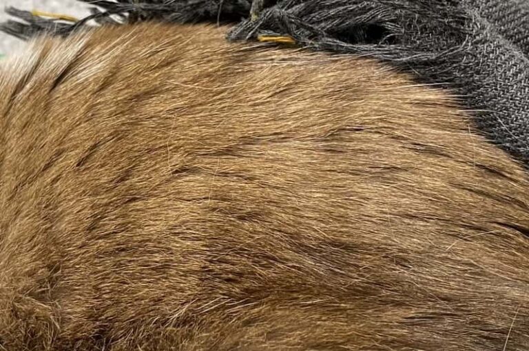 Help! My Cat Has Separated Spiky Greasy Hair Walkerville Vet