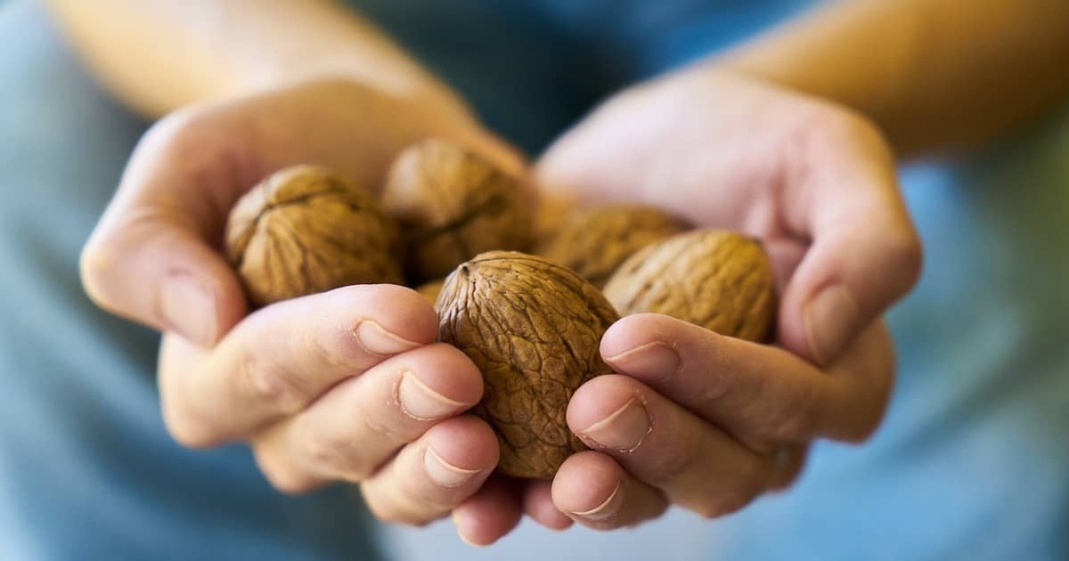 person holding walnuts