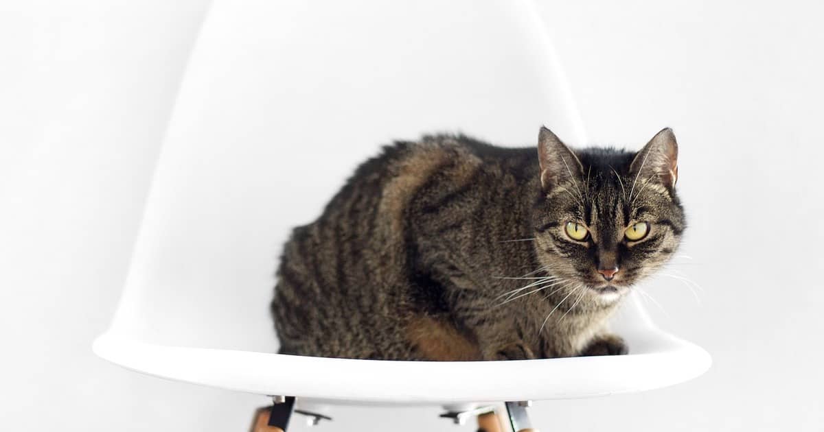 cat sitting on chair