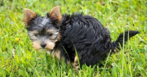 puppy toileting outside