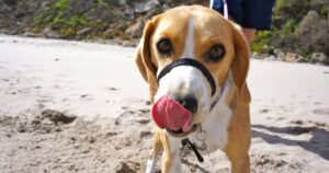 dog grain free problems
