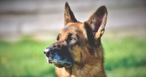 old german shepherd