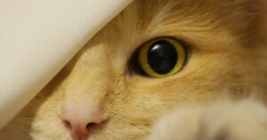 cat wide eye