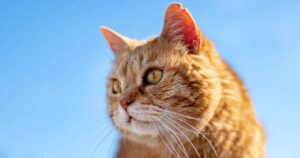 old ginger cat
