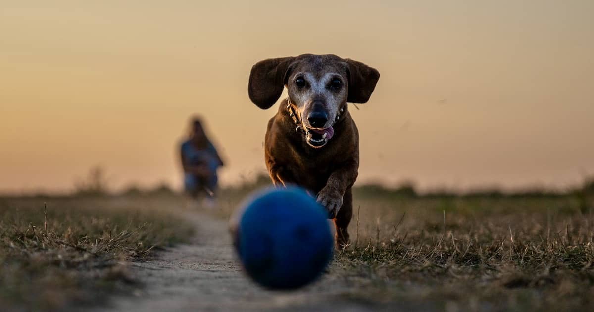 dog running after ball